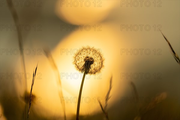 Dandelion