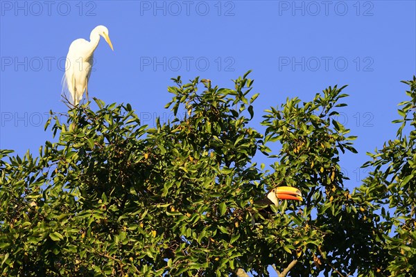 Great egret