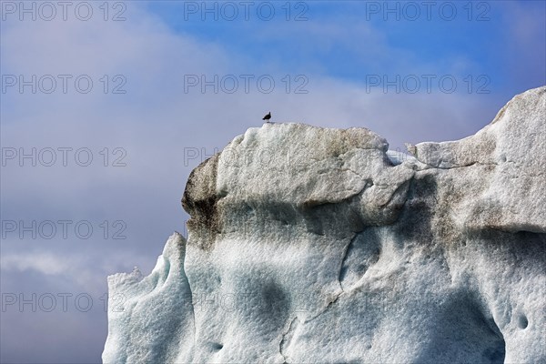 Single seagull sitting on iceberg