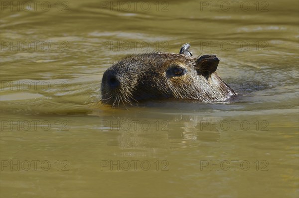Swimming capybara