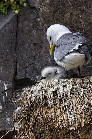 Kittiwake