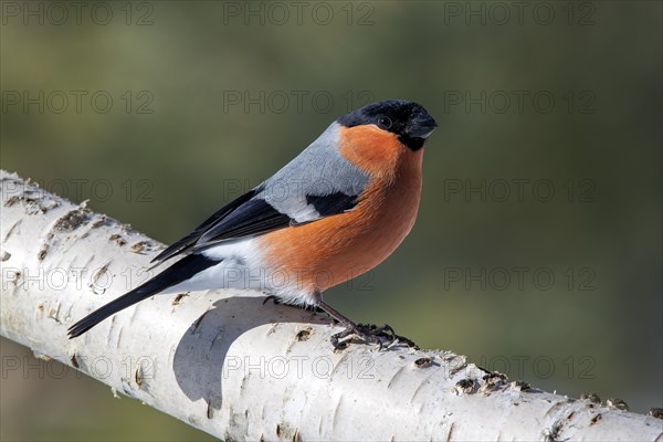 Bullfinch or eurasian bullfinch