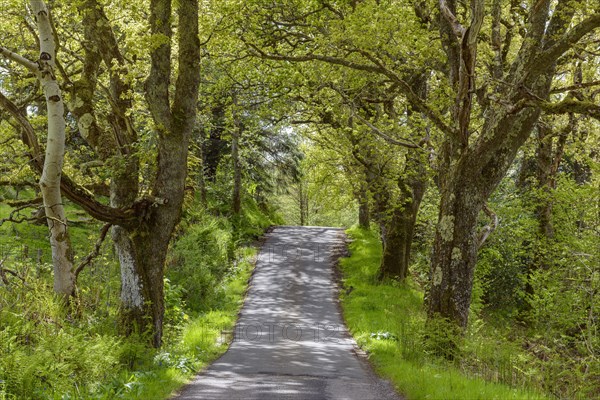 Scottish single track road street lined with old oak trees in spring