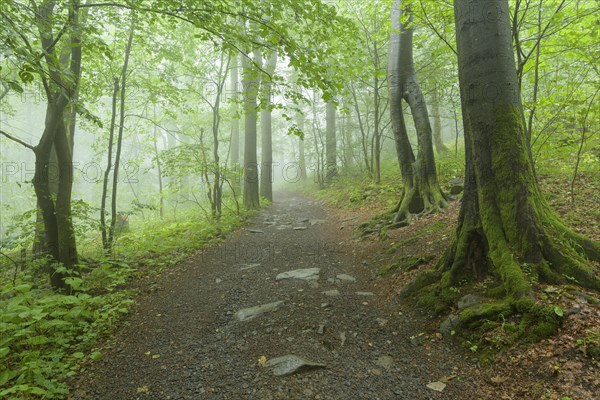 Path in mountain forest on a misty morning on mountain peak