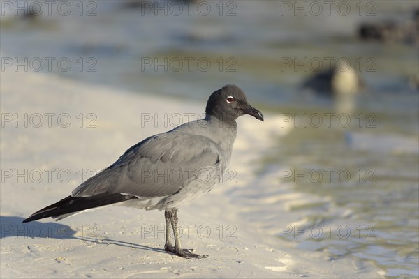 Lava gull