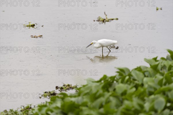 Snowy egret