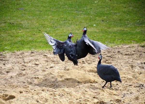 Guinea fowl