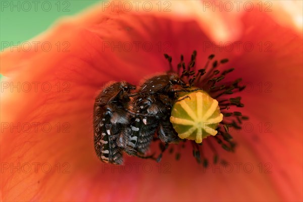 White spotted rose beetle