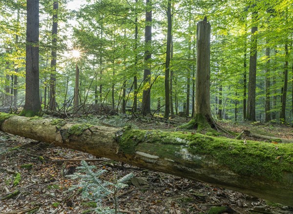 Near-natural mixed forest