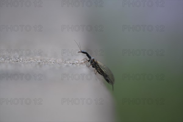 Snakefly