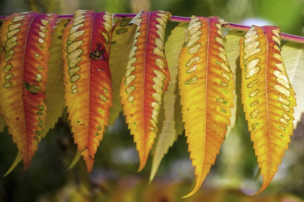 Leaf of the staghorn sumac