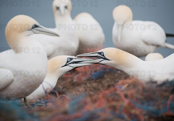 Northern gannet