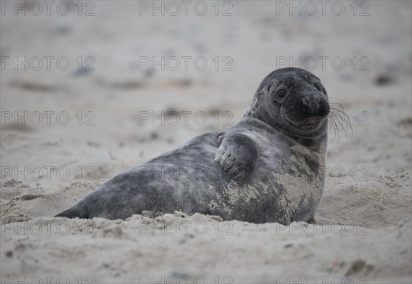 Grey seal