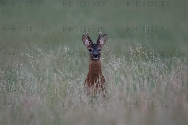 European roe deer