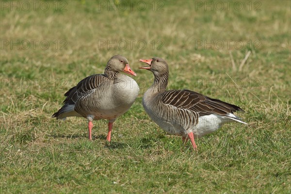 Greylag goose