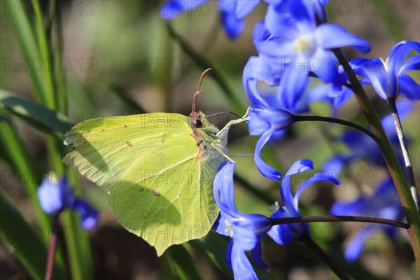 Brimstone