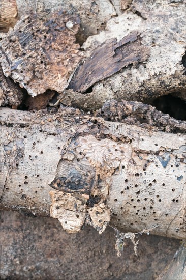Deadwood pile as natural insect nesting aid