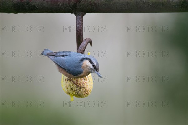 Eurasian nuthatch