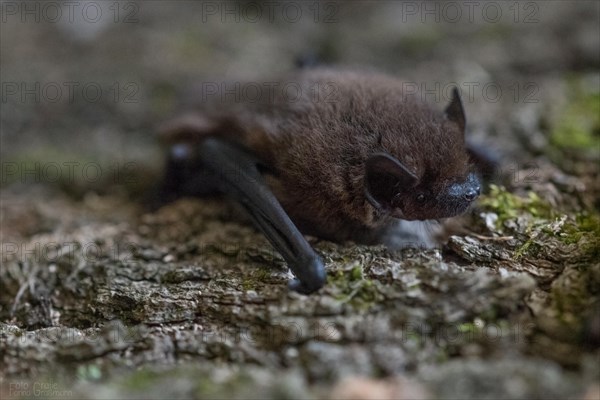 Common pipistrelle