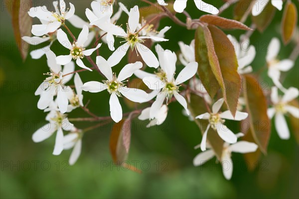 Snowy mespilus