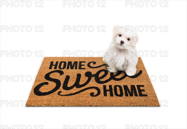 Maltese puppy sitting on home sweet home welcome mat isolated on white