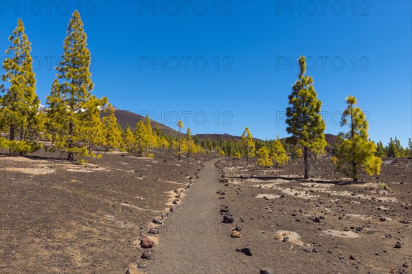 Path through volcanic landscape with pine trees