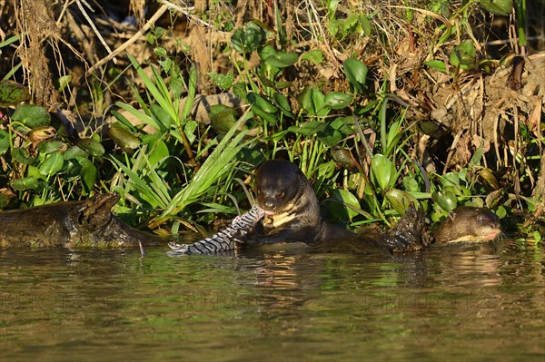 Giant otter