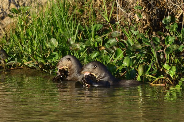 Two giant otter