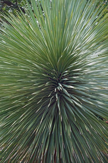 Beaked yucca