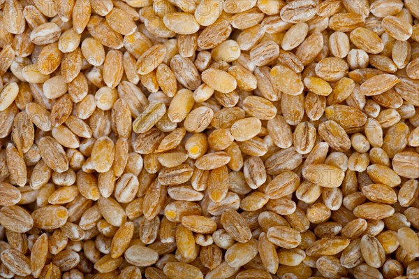 Organic barley grains over rustic wood table macro closeup