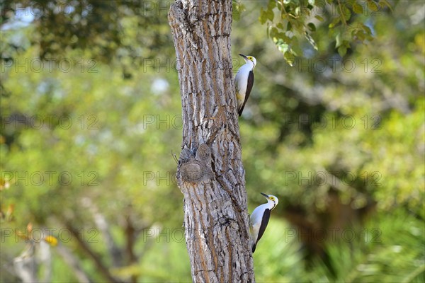 White woodpecker