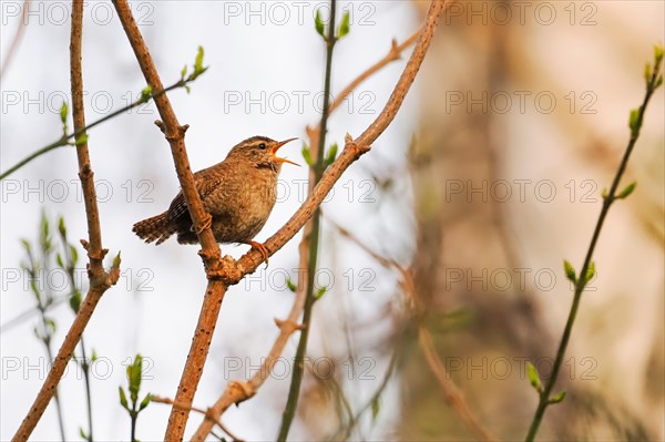 Eurasian wren