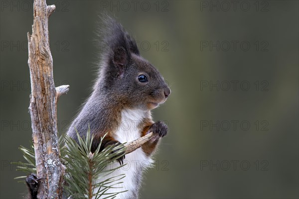 Eurasian red squirrel