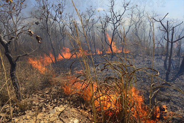 Burning vegetation in a bushfire