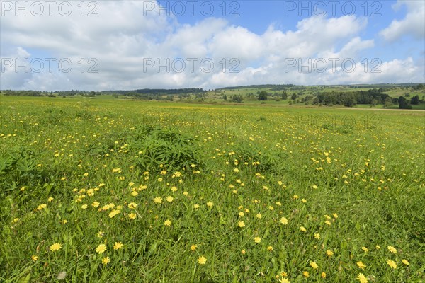 Typical Rhon landscape in summer