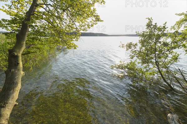 Lakeside in summer