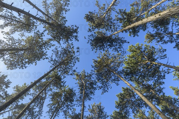 View in the tree tops of a pine forest in the morning with fog