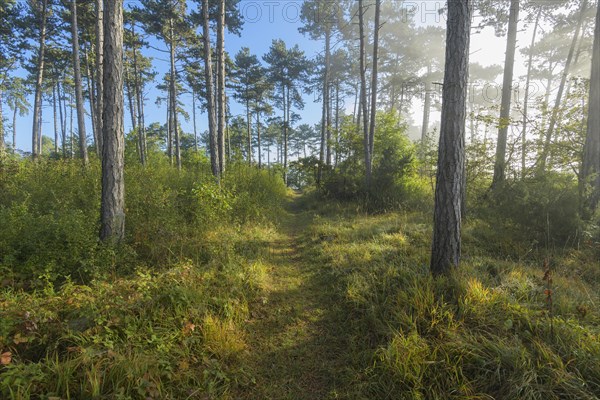 Forest path in the morning with fog