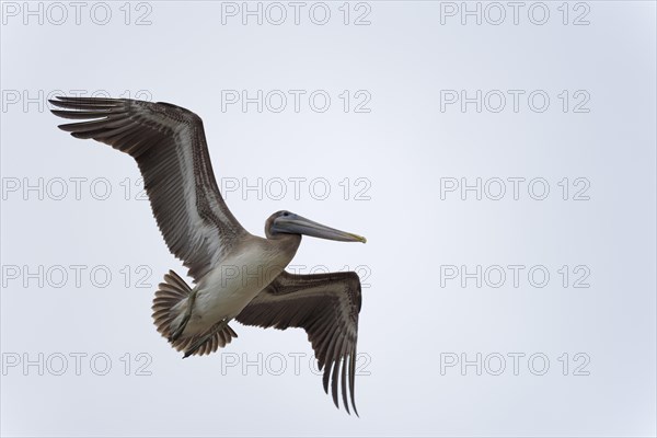 Brown pelican