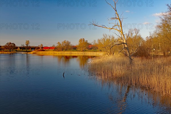 Dead tree reflected in the water of Lake Gartow