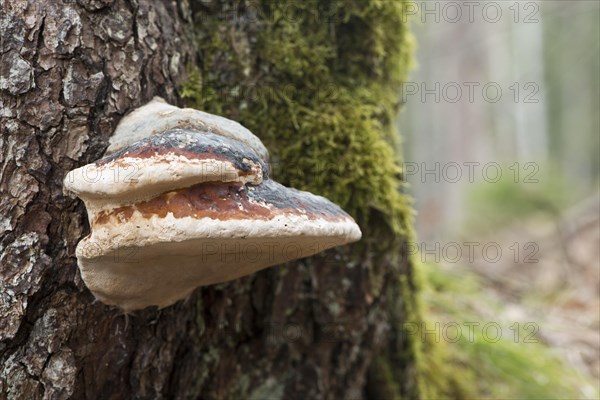 Red banded polypore