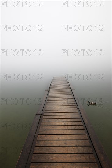 Abandoned bathing jetty in the morning mist with mallard