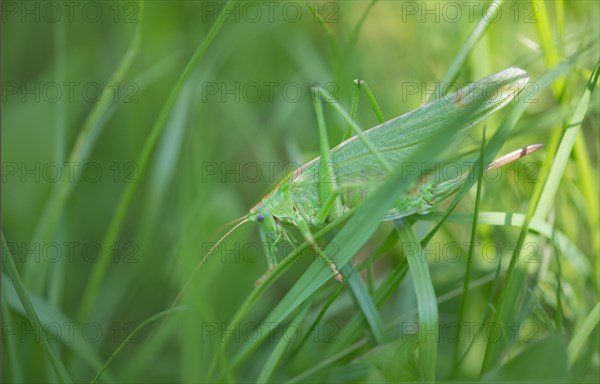 Great green bush cricket