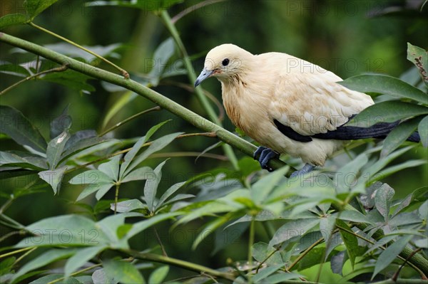 Pied Imperial Pigeon