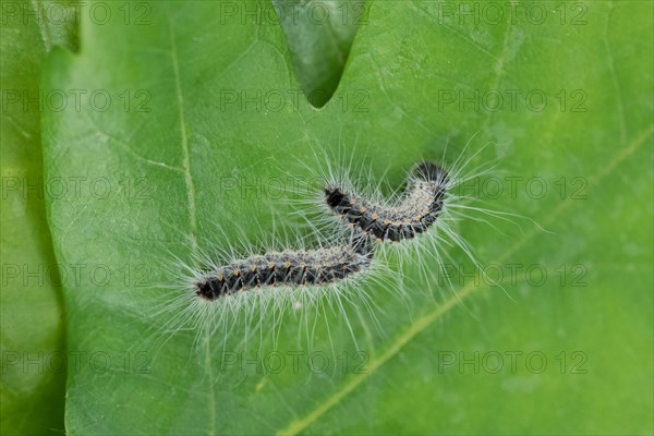 Oak processionary moth