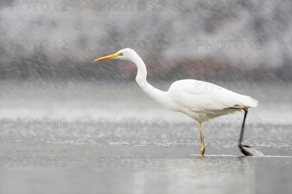 Hunting great egret