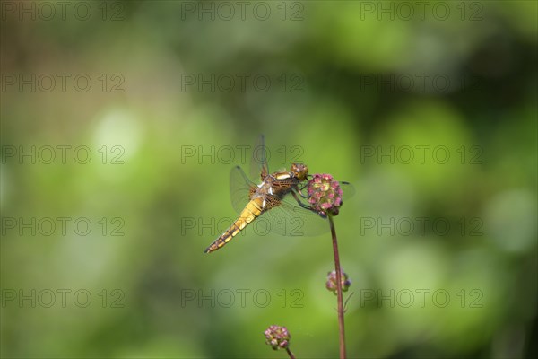 Broad-bodied chaser