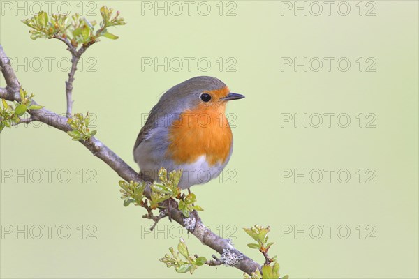 European robin