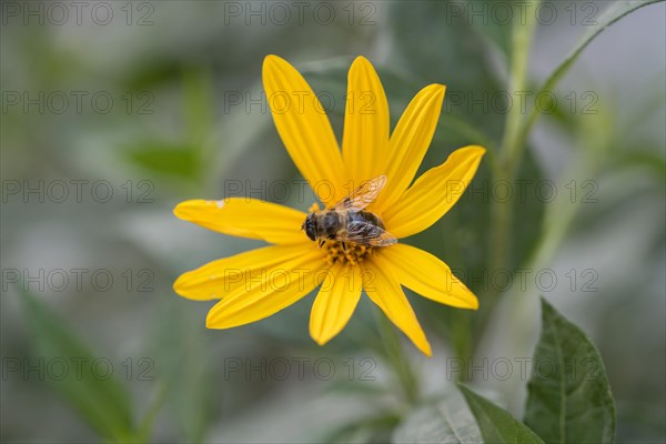 Jerusalem artichoke