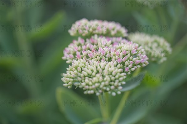 Showy stonecrop